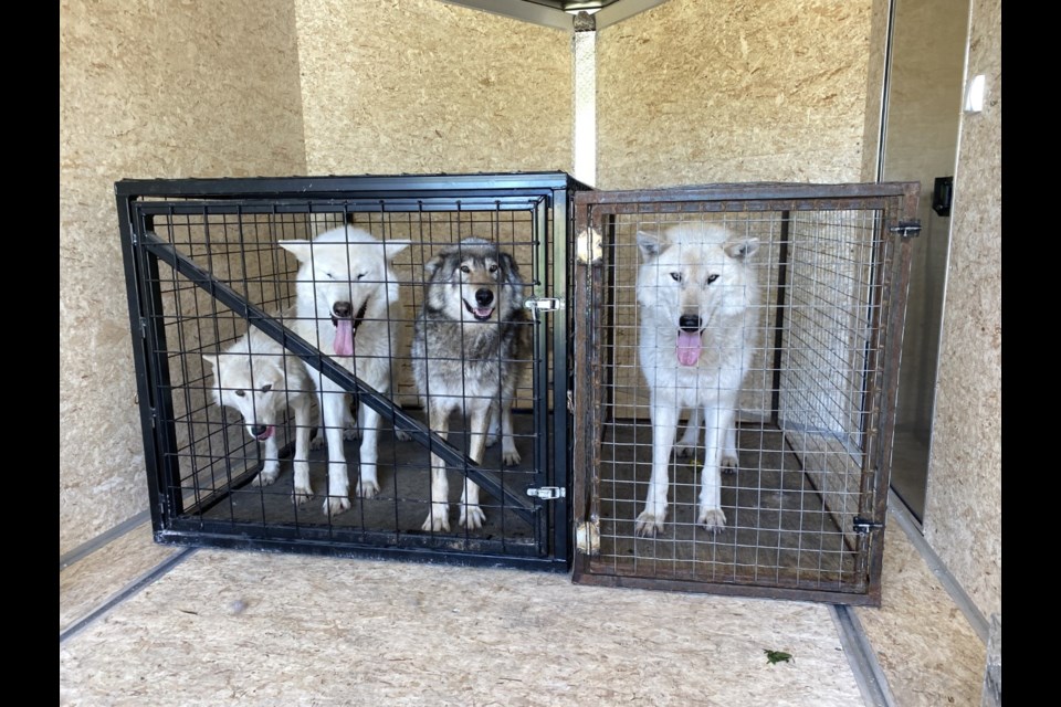 Kiore, left, Takao, Iiqooa and Sylen, the first true family unit that Yamnuska Wolfdog Sanctuary has resuced, wait in their travel kennels. Iiqooa and Takao are the mother and father to Kiore and Sylen. (Photo Submitted/Georgina De Caigny)