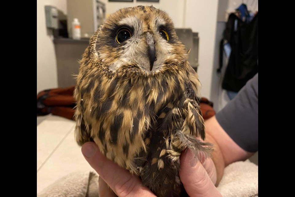 Cactus the owl received surgery at Central Veterinary Clinic in Ponoka to repair a broken left wing. Submitted Photo