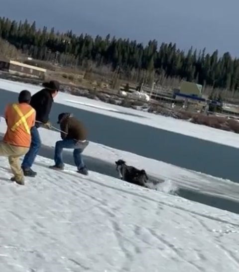 Rescuers work to free a trapped horse in the Bow River in Stoney Nakoda First Nation. SUBMITTED PHOTO