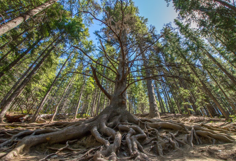 20180620 Grandfather Tree 0001