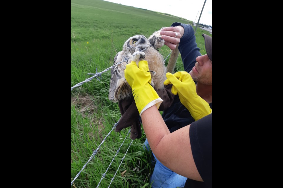 An owl is rescued from a barbed wire fence by a group of rescuers. Submitted Photo