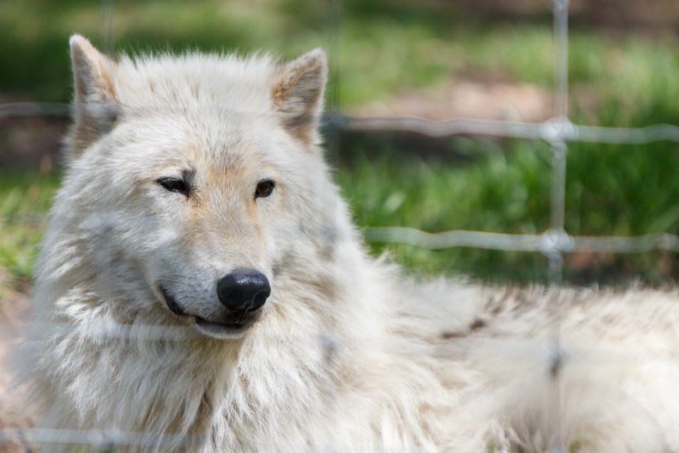 20200528 YAMNUSKA WOLF DOG SANCTUARY  0007