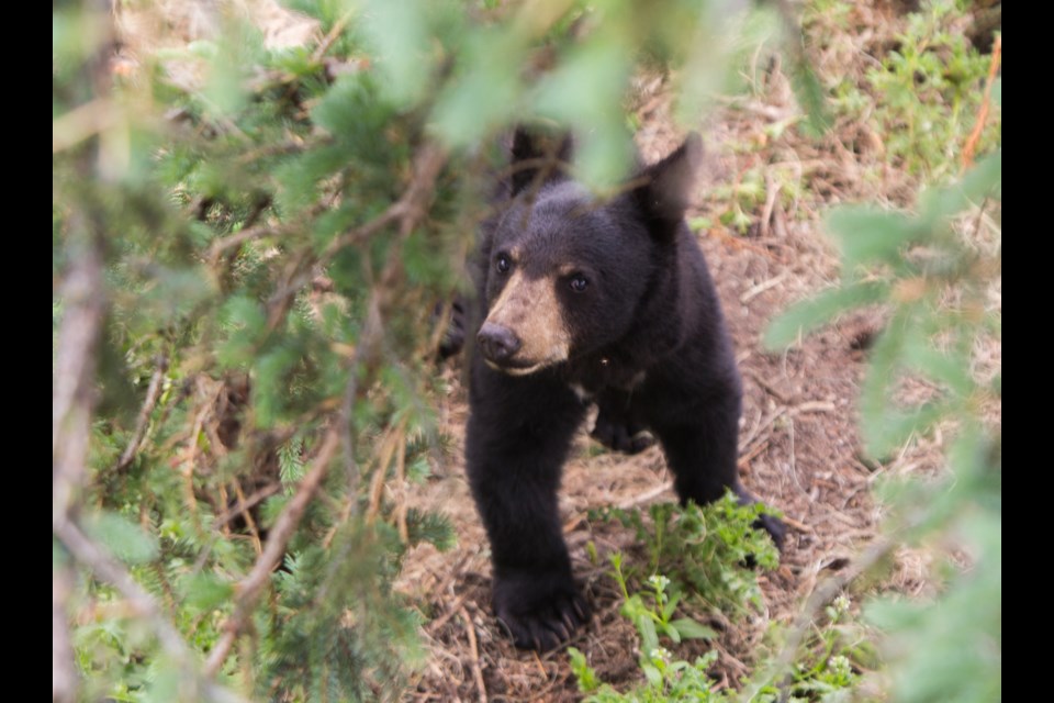 A black bear roams its enclosure at the Cochrane Ecological Institute on Saturday (June 27). (Chelsea Kemp/The Cochrane Eagle)