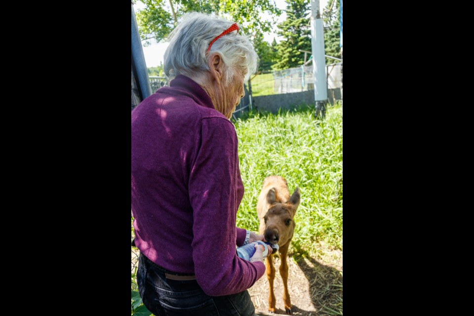 Cochrane Ecological Institute president Clio Smeeton conducts her feeding round on Saturday (June 27). (Chelsea Kemp/The Cochrane Eagle)