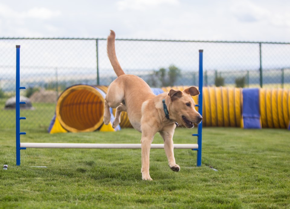 20200719 AGILITY 0007