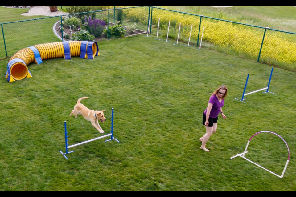 Marvin races through the agility course in Kathy Ellert’s backyard on Sunday (July 19). (Chelsea Kemp/The Cochrane Eagle)