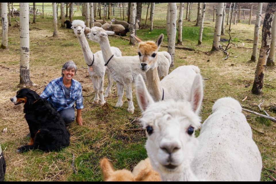 Tara Klager checks on her flock at Providence Lane Homestead on Friday, July 31, 2020. (Chelsea Kemp/The Cochrane Eagle)