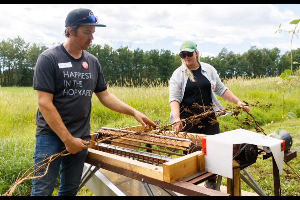 Water Valley Hops owner Nick Pereversoff and hop grower Katlyn Young show how hop vines are harvested at Alberta Open Farm Days on Saturday (Aug. 15). Water Valley Hops features 11 types of hop growing on 16â vines. The operation typically harvests the hops from mid-September to early-October. (Chelsea Kemp/The Cochrane Eagle)
