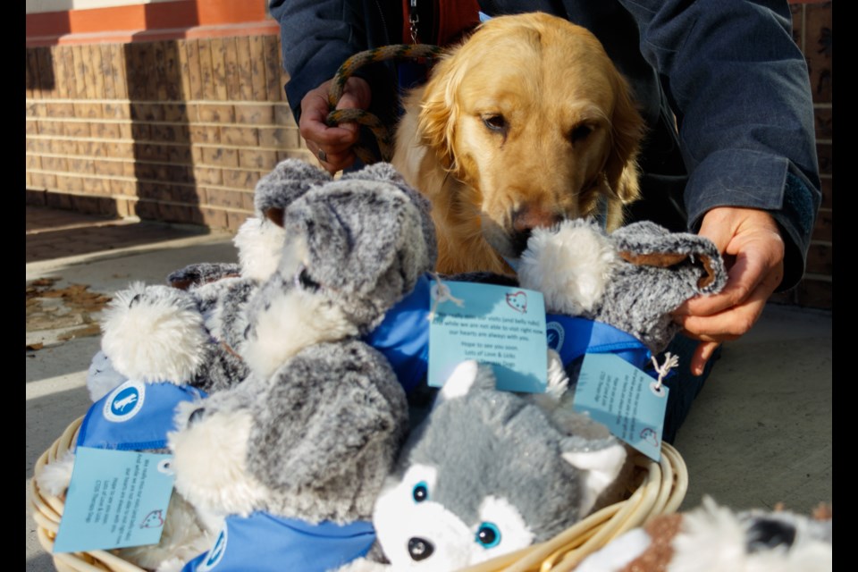 Community Therapy Dogs Society volunteers Chris Brealey, left, Prada and Lynn Giesler deliver stuffed dogs with messages of love for Bethany Cochrane residents to administrator Monica Johnson on Thursday (March 4). (Chelsea Kemp/The Cochrane Eagle)