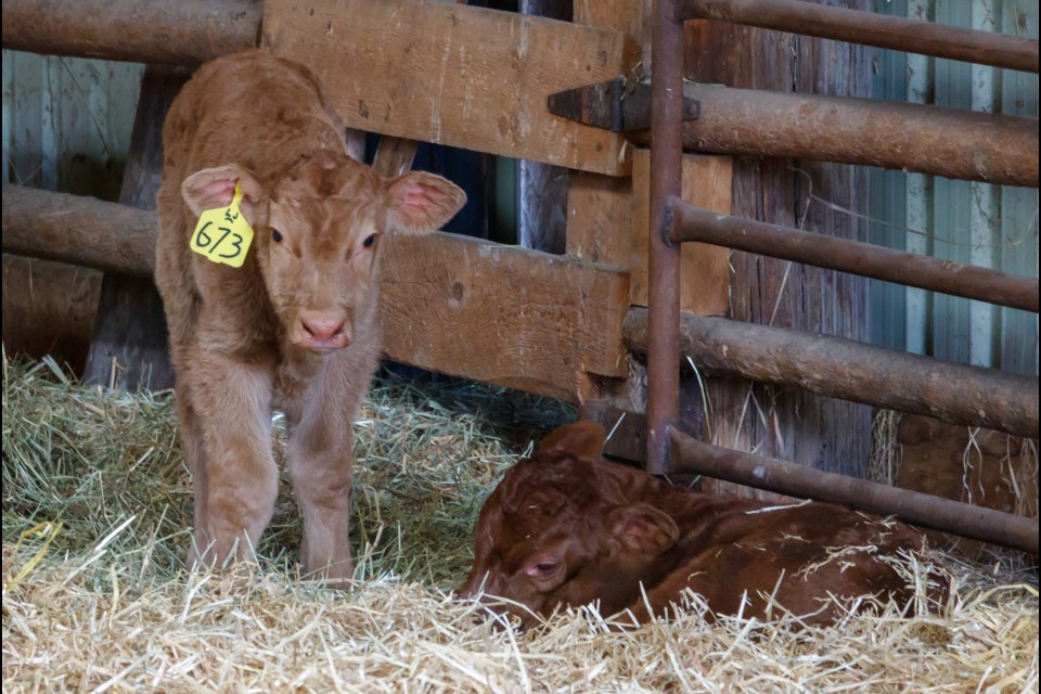 Partners WineGlass Ranch and LJ Ranch Natural Beef herd cow-calf pairs on Tuesday (April 6). (Chelsea Kemp/The Cochrane Eagle)