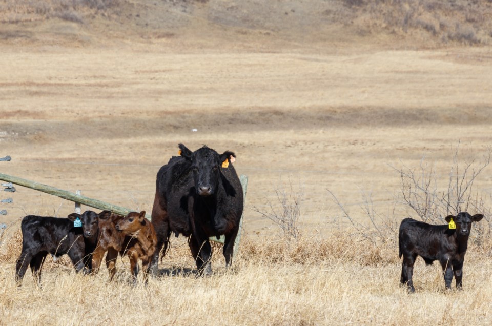 20210406 Cattle 0010