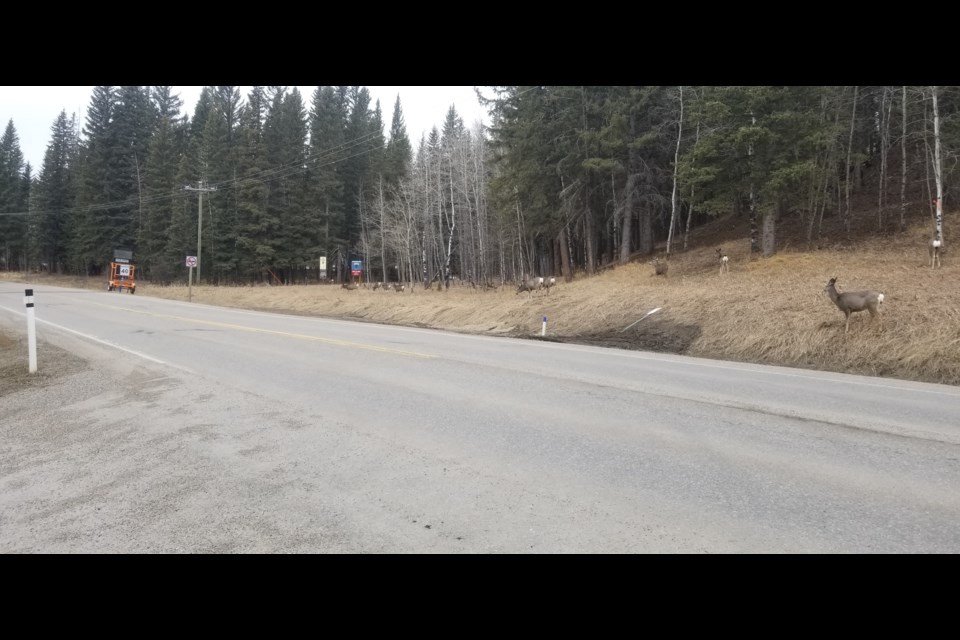 Deer line up beside Bracken Road in Bragg Creek. Submitted Photo