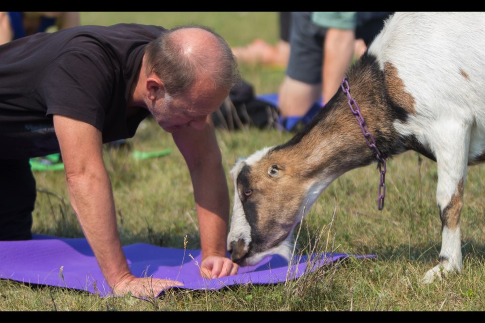 Dave MacKenzie greets a goat in goat yoga on Saturday (July 24) at the Yamnuska Wolfdog Sanctuary to celebrate the non-profits 10th anniversary. The weekend included a slew of activities to celebrate the Sanctuaryâs 10th anniversary. (Chelsea Kemp/The Cochrane Eagle)