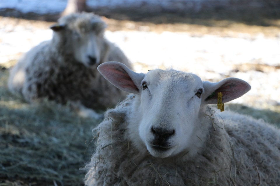 Rocky View wool farm Canada's first to get animal welfare certification -  