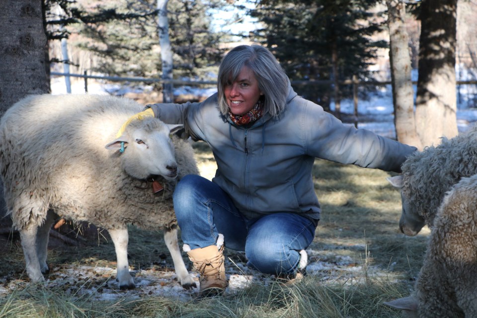 Tara Klager, who owns and operates Providence Lane Homestead with her husband, Bob, kneels to scratch Claire, left, and Shelby, right. Claire is the undisputed leader of the flock and a purebred border leicester while Shelby is a border leicester/dorset cross. (Jessica Lee/The Cochrane Eagle)