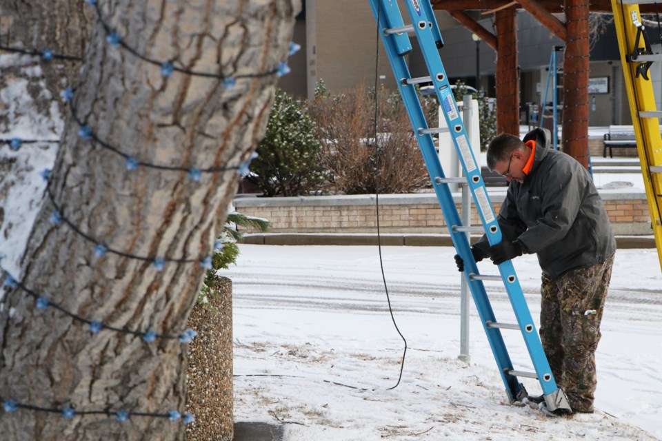 Tim Wuthrich sets his ladder up before making about a 20-foot trek up to a tree branch to install holiday lights near Centennial Plaza Nov. 23. (Jessica Lee/The Cochrane Eagle)