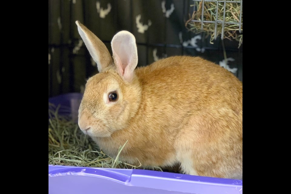 Hopalong Cassidy is a rabbit available for adoption at the Cochrane and Area Humane Society. (Photo Submitted)