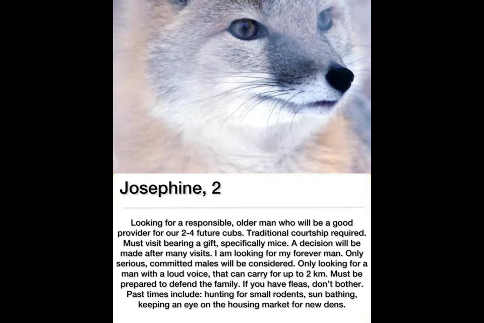 The Cochrane Ecological Institute has been creating dating profiles for some of its single animals leading up to Valentine's Day. The project is an effort to create awareness around some of the shared habits that humans and animals share, and the fact that we cohabitate many of the same areas. (Facebook/Cochrane Ecological Institute)