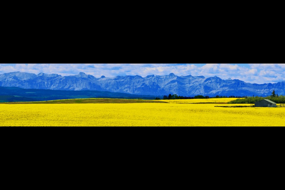 Field of yellow canola along Highway 1A east of Cochrane reaches out to heavenly blue background in this July 2016 image. 