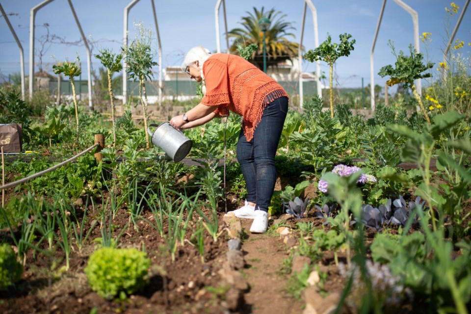 The Canadian Garden Council declares 2022 the Year of the Garden in Canada, making it the first of its kind. (Kampus Production/Pexels)