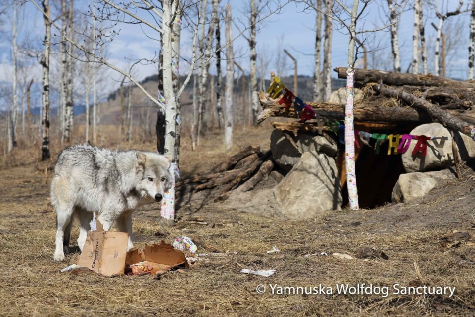 Yamnuska Wolfdog Sanctuary is hosting a Dens for Days fundraiser to build dens for five of its resident wolfdog packs. (Photo Submitted)