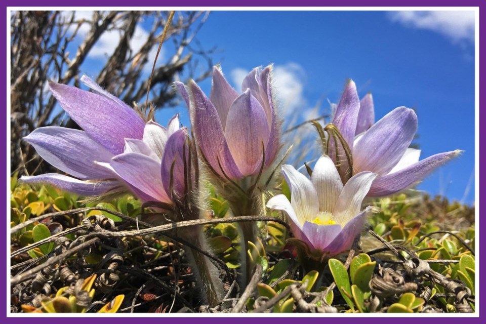 Crocuses along Bow River trail in Cochrane radiate springtime hope and joy. (Photo by Judith Sikorski)