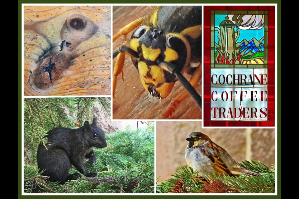 Squirrel, sparrow and yellowjacket join columnist at Coffee Traders while spruce knot looks on. (Photos by Warren Harbeck)