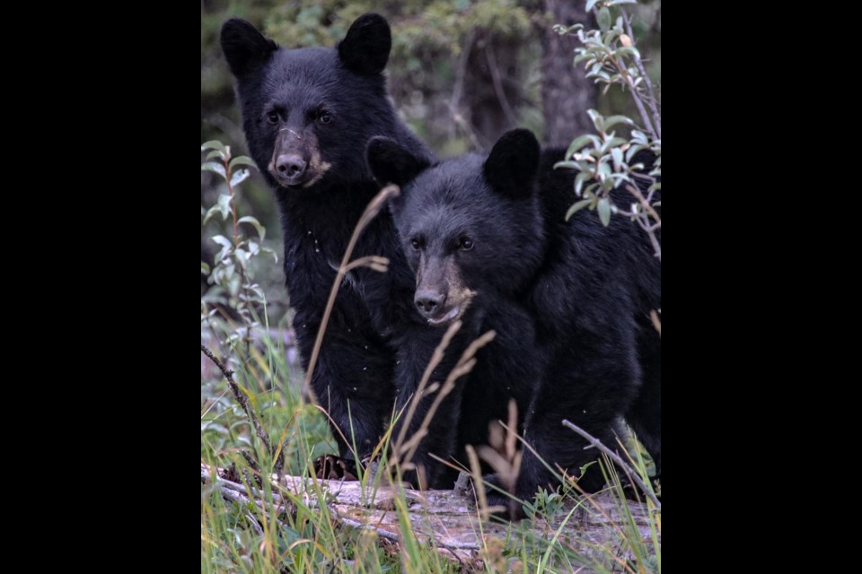 A collision between a mother black bear and a small car near Bragg Creek on Aug. 10 has left two cubs orphaned. (Photo Supplied/Redwood Meadows Emergency Services)