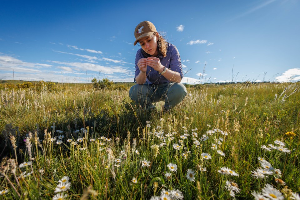 Jenna Leblanc studying native fescue grasses at Glenbow Ranch Provincial Park