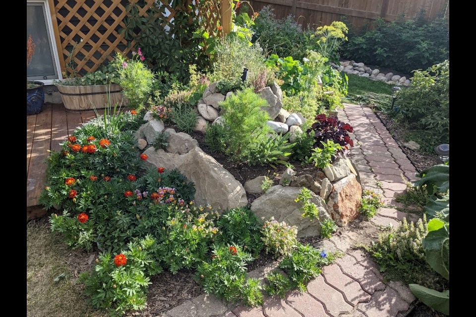 Feature planting in Callandra Caulfield's backyard