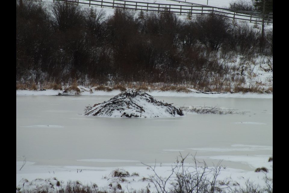 The beaver lodge on Pierre Bolduc's land sits quietly for the winter