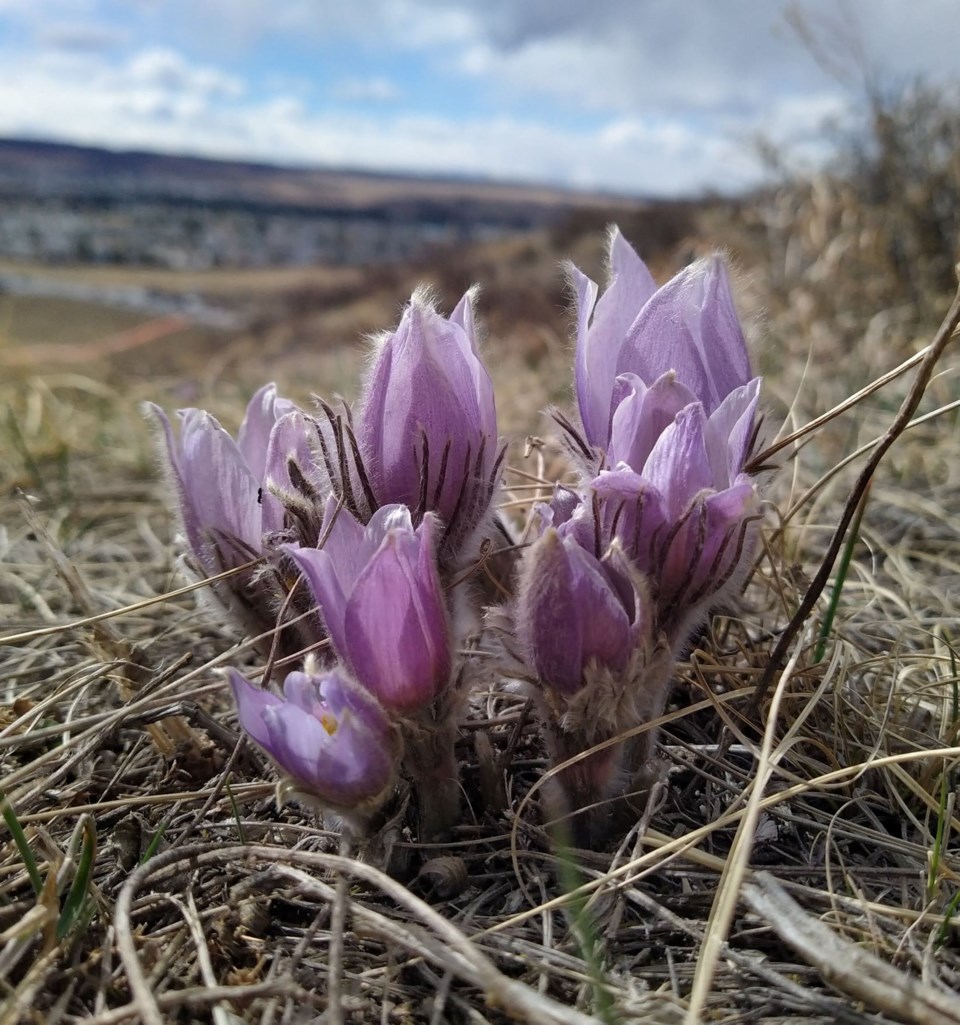 Crocus2