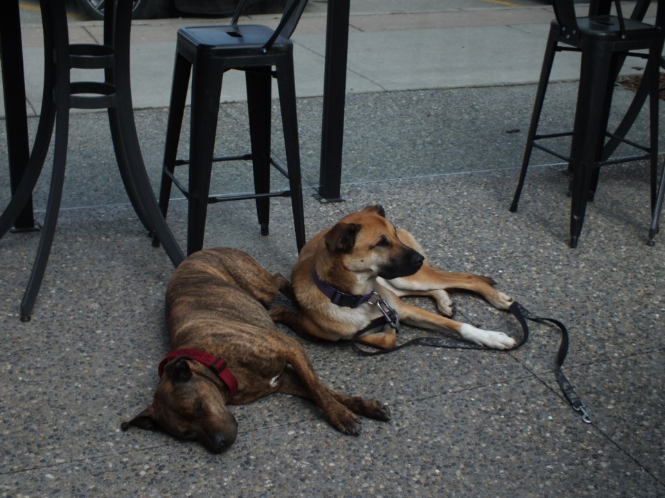Dogs patio