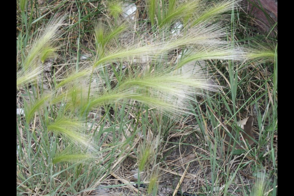Foxtails can cause medical havoc with pets