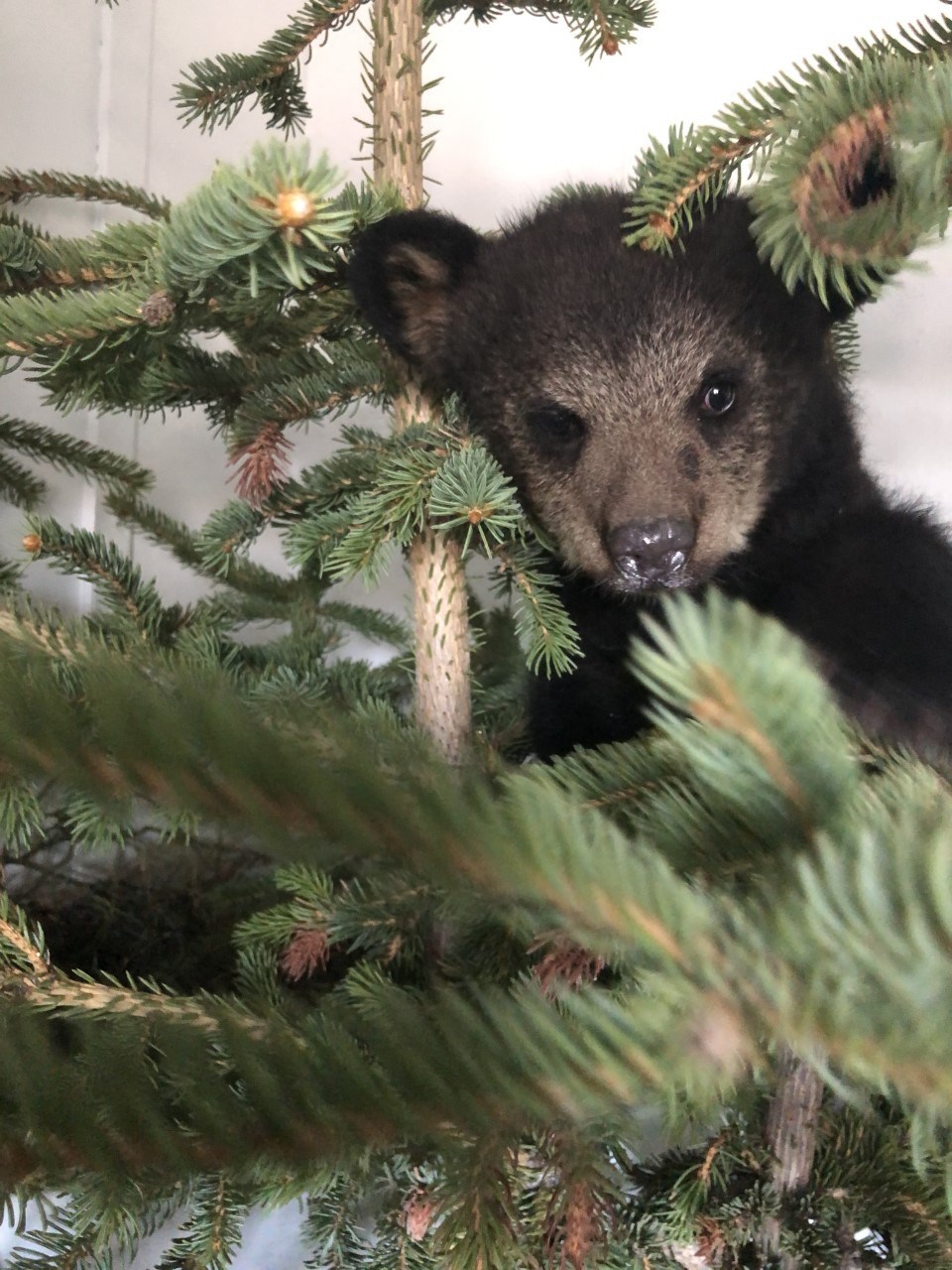 Black Bear Cub Cell Phone Holder