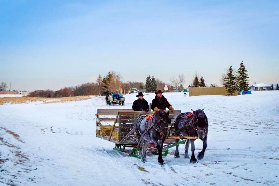 percherons