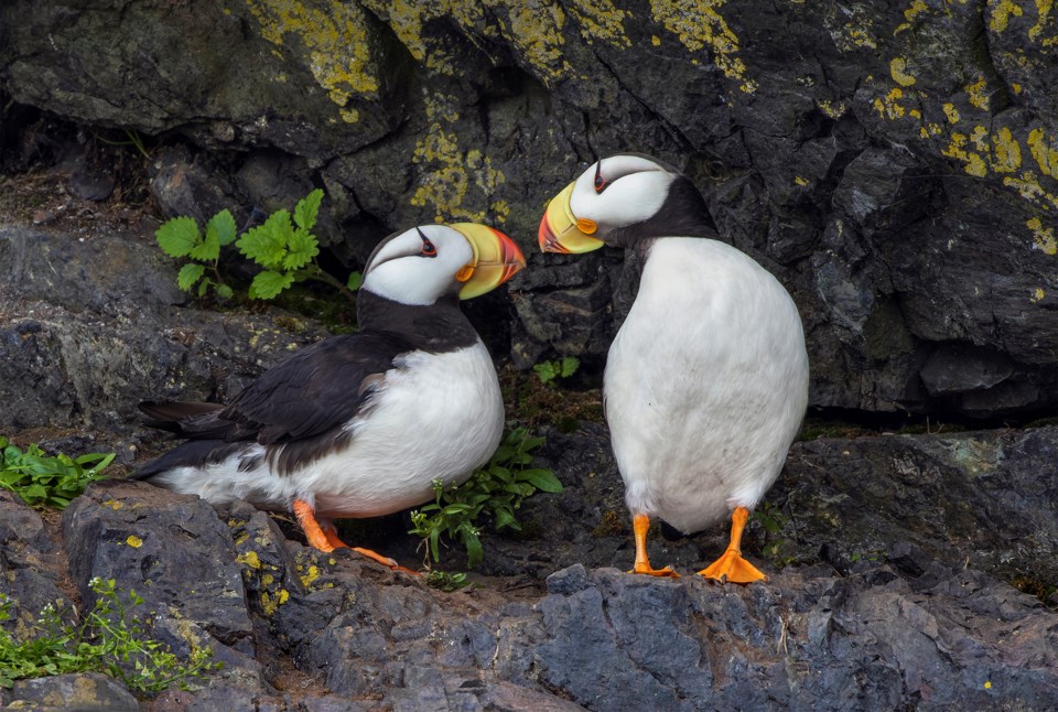 puffinlove