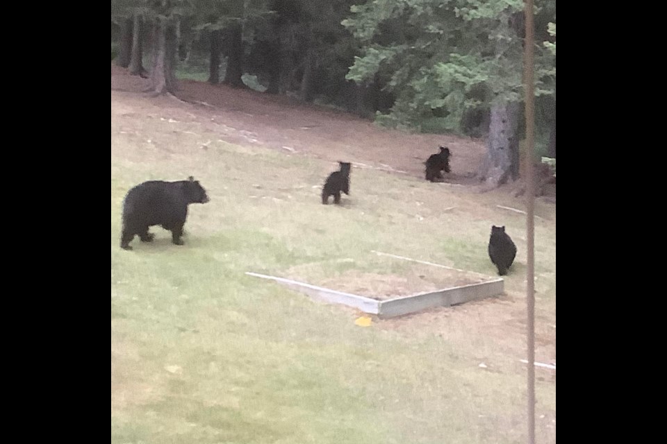 Photo of the four bears a few days before the mother was euthanized
