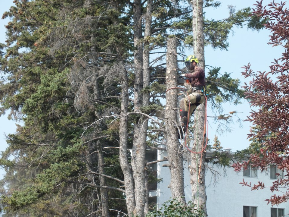 trees2