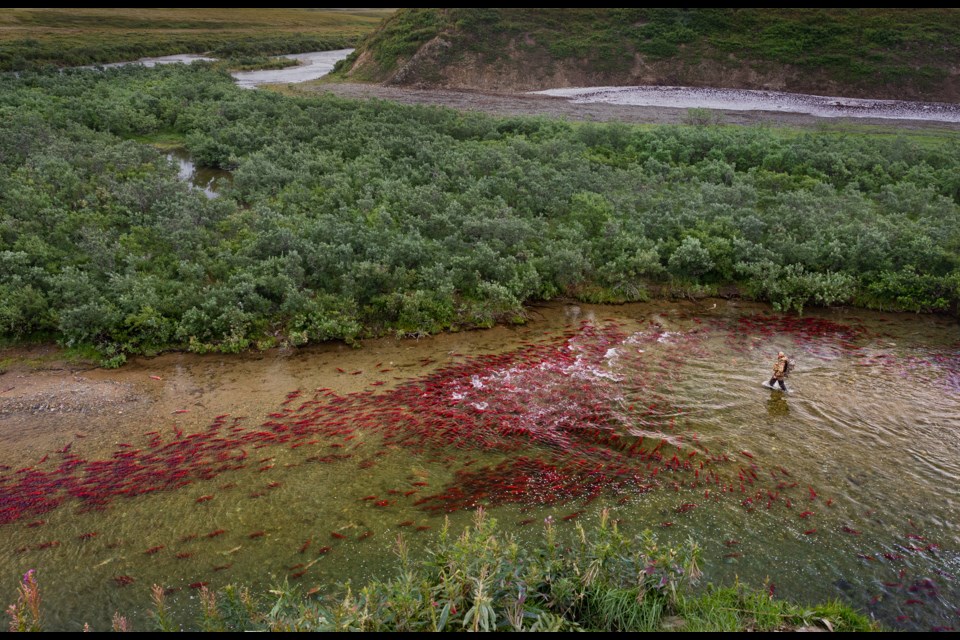 Sockeye salmon clustered in a remote stream in Alaska this fall as a park ranger approached