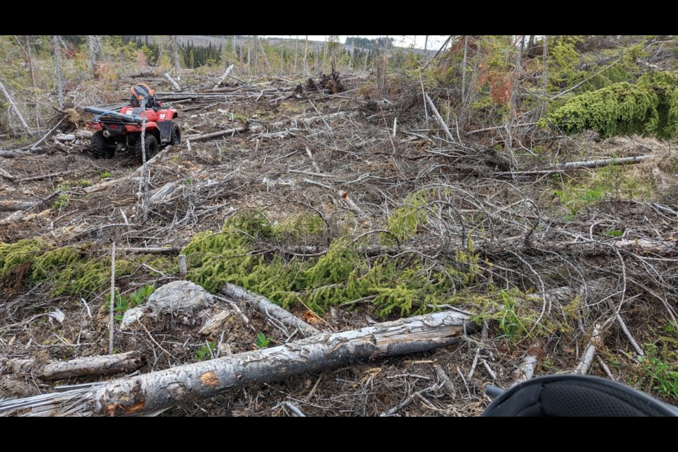 Clear-cut area west of Fox Creek between highways 43 and 40 taken in 2022.