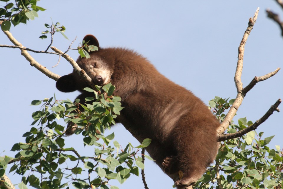 A black bear rehabilitating at the Cochrane Ecological Institute