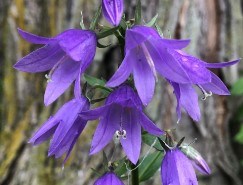bell-flower