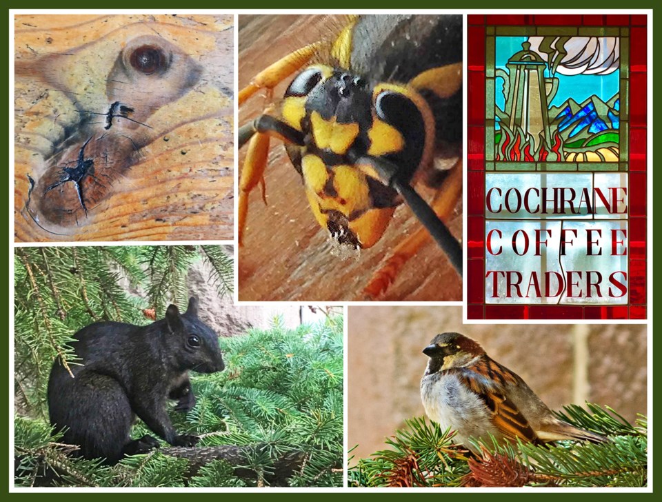 collage-cww220728-cct-wildlife-e11-8hqx6h-frm