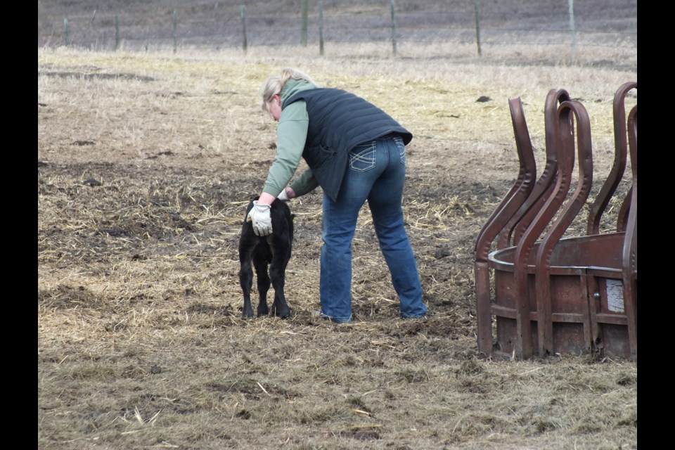 Shae Copithorne helps steer this young one, who’s sense of direction hadn’t developed in the hours since it joined the herd.