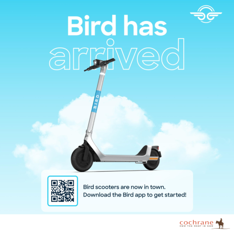 ln-bird