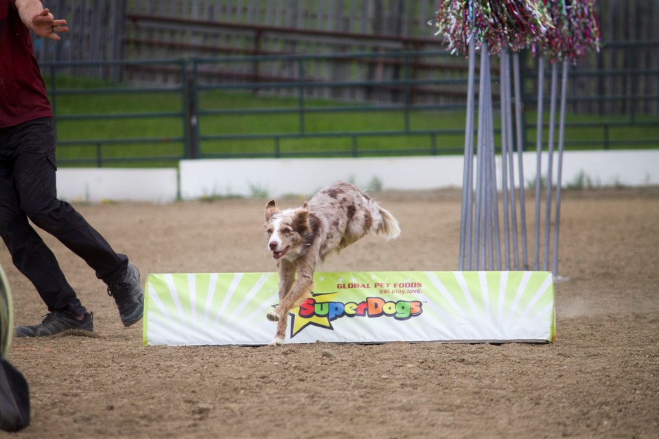 It was a pet lovers paradise at the Cochrane and District Ag Society Grounds with the 2024 Cochrane Pet Expo on June 1.