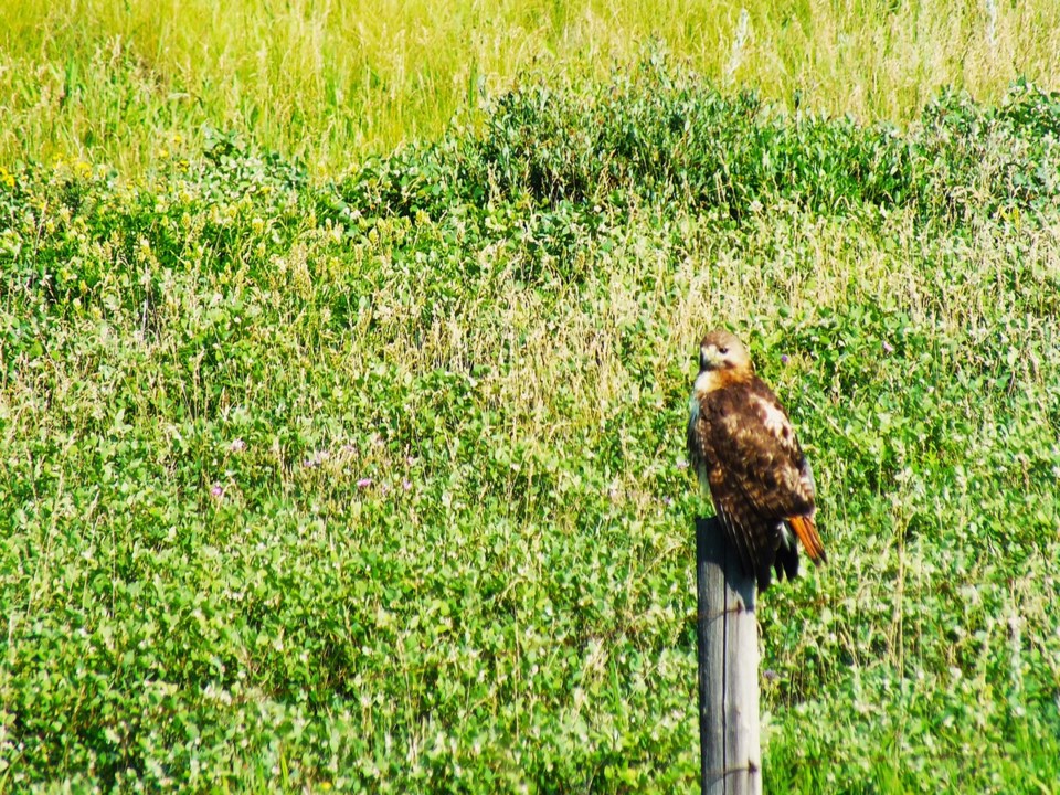 redtail2