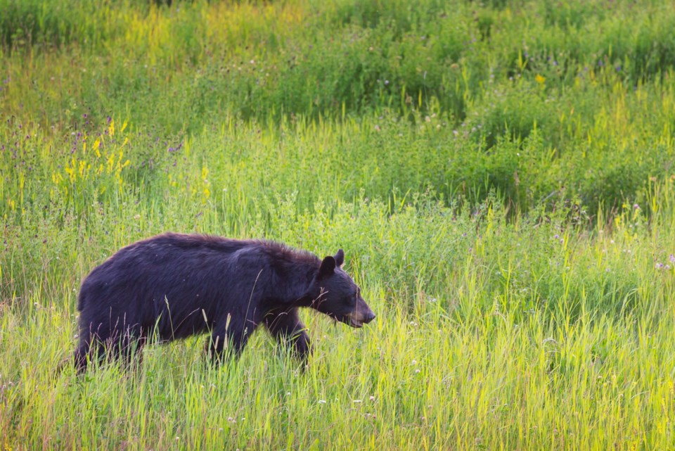 bear-cochrane