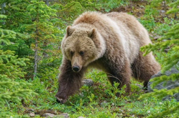 bearjpeg